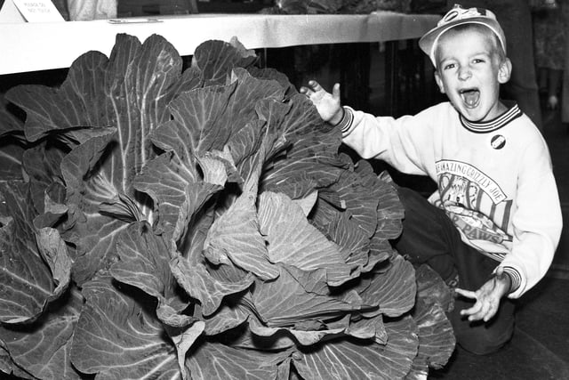 Retro 1993 What a whopper!..A giant cabbage on display at Shevington Show