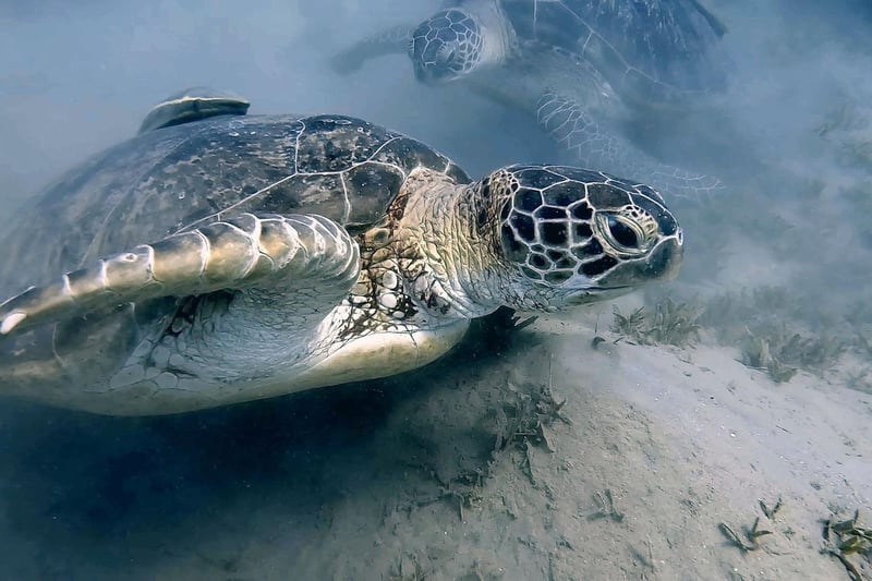 Egyptian Green turtle. Picture taken by Tessa De Wegher