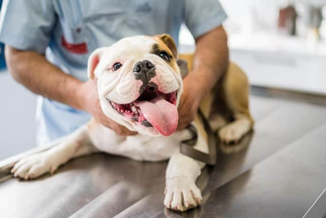 When asked about the main reasons for the delay in taking pets to vets, 91 per cent reported financial reasons as a key factor (photo: Adobe)