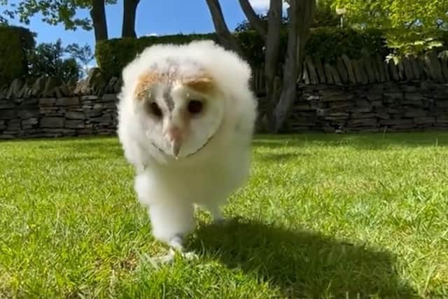 Even owls made it into our pet collection for National Pet Month