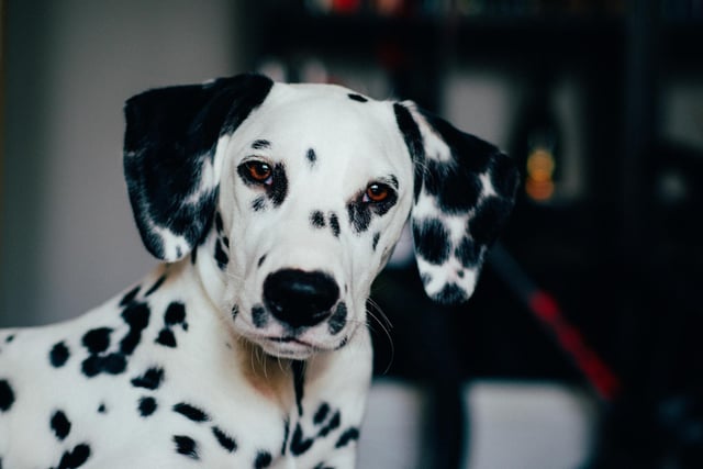 Dalmation had 8 mentions by experts