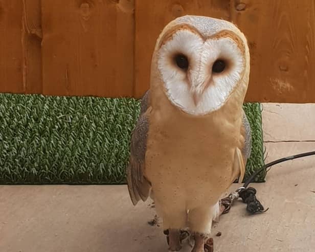 Chico the barn owl has been missing from home for two weeks