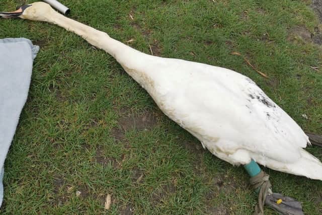 Psycho the swan after his body had been retrieved