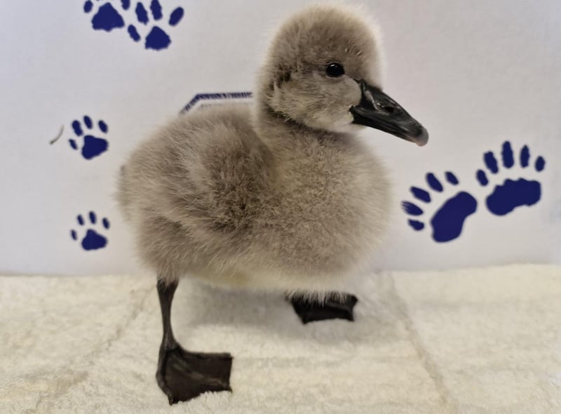 Cygnet: The East Winch Wildlife Centre team, in Norfolk, is looking after an adorable cygnet who was rescued on 25 March from Grantham, Lincolnshire, after being found alone. A member of the public grew concerned as the tiny bird was being harassed by cats and a wildlife casualty volunteer went to collect him.
Staff kept him warm and cosy by keeping him with a cuddly toy swan for him to snuggle up to.
Cygnets and goslings don’t normally stray far from their parents so mum will normally be close by. If you’re concerned, please monitor from a safe distance. If their parents don’t return within two hours or they’ve been killed, contact a local wildlife rehabilitator or vet for advice.