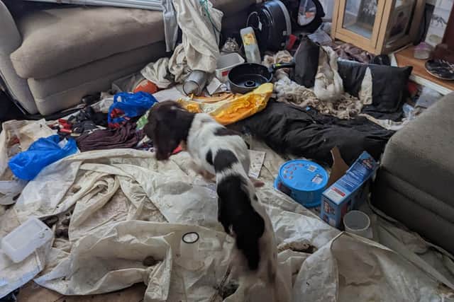 An RSPCA inspector found springer spaniel Bella living in appalling conditions