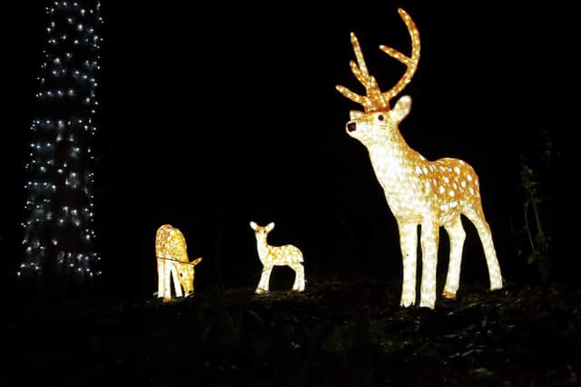 Animal magic at Knowsley Safari