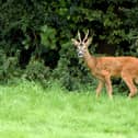 A increase in road collisions involving deer has residents worried