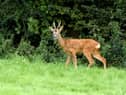 A increase in road collisions involving deer has residents worried