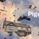 Pigeon