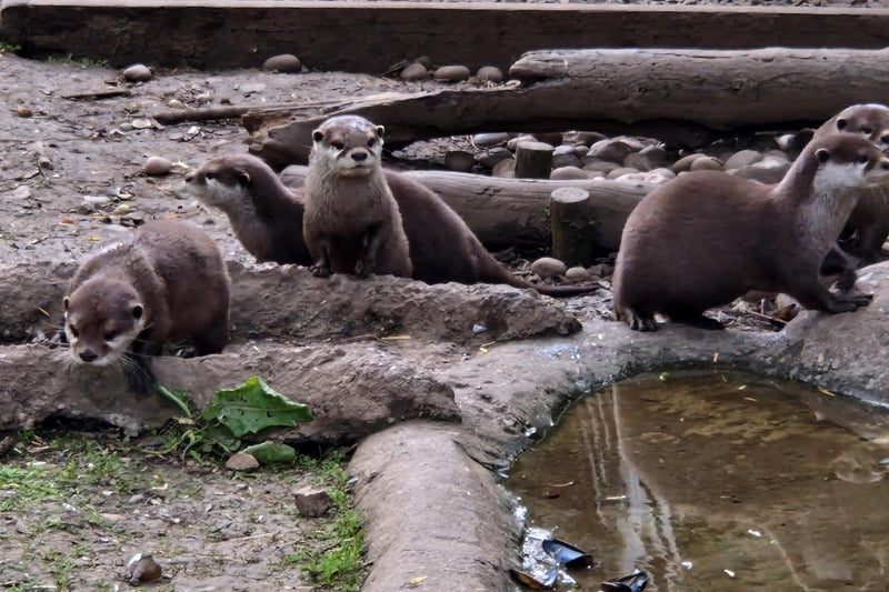 Asian short-clawed otters basking in the sun