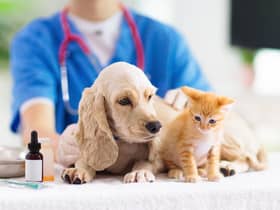 Money-saving advice issued to pet owners as cost of living bites