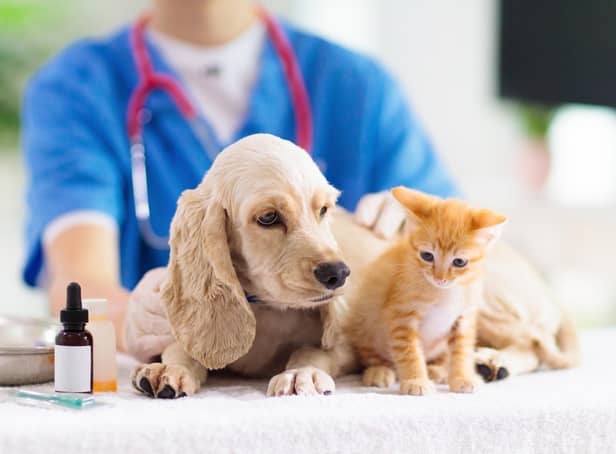 Money-saving advice issued to pet owners as cost of living bites