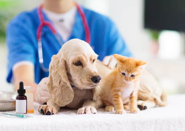 Money-saving advice issued to pet owners as cost of living bites