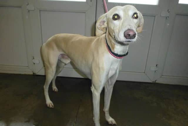 Ben will be rehomed after the attack by his owner Michael Hilton