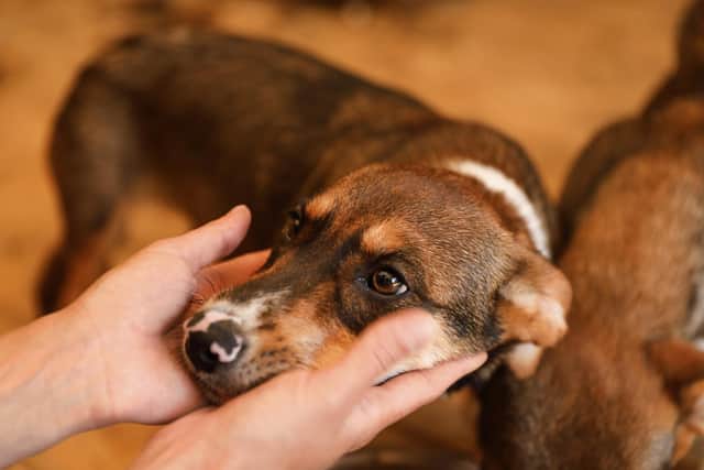 Looking after animals as a volunteer could be your vocation in 2023 (photo: Adobe)