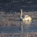 One of the rescued swans