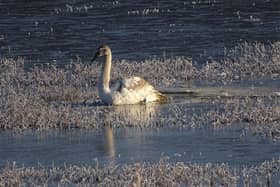 One of the rescued swans