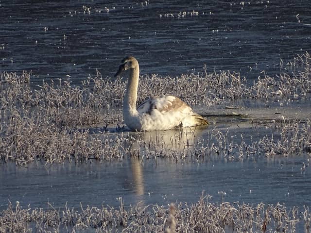 One of the rescued swans
