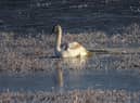 One of the rescued swans