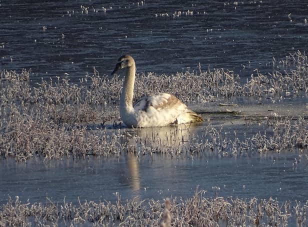 One of the rescued swans