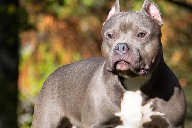 An American XL bully similar to the one which mauled Jonathan Hogg to death