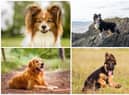 Dogs