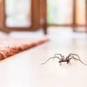 It's this time of year that spiders come indoors
