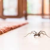 It's this time of year that spiders come indoors