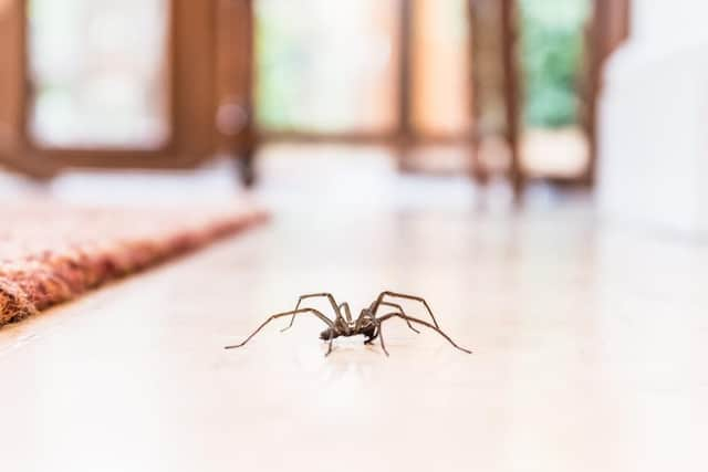 It's this time of year that spiders come indoors