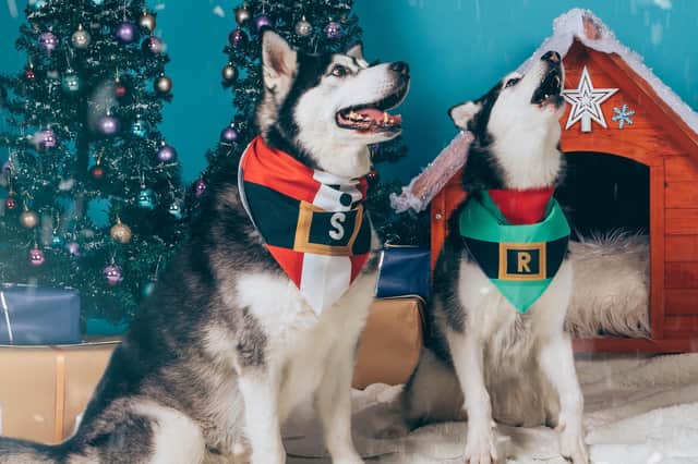 Carolling canines at Yappy.com.