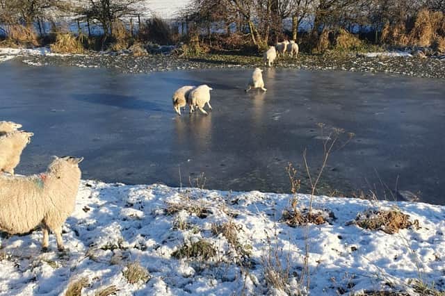 The group of sheep on the frozen canal