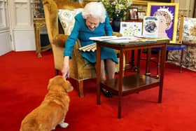 What will happen to the Queen's corgis? (photo: Getty Images)