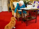 What will happen to the Queen's corgis? (photo: Getty Images)
