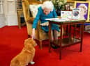 What will happen to the Queen's corgis? (photo: Getty Images)