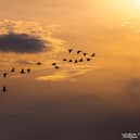 Geese in flight