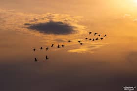 Geese in flight
