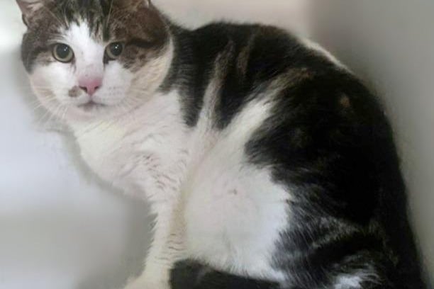 Thomas is approximately three years old. He is looking for a new home as his owner sadly passed away. He has been castrated, microchipped and vaccinated and had flea and worm treatments. He has been well behaved but may need a little time settling in due to all the recent upsets in his life. Looking for a child-free home.