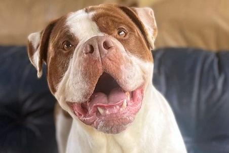 This six and a half year old male American Bulldog type was a stray who is happy and will do (almost) anything for a treat!