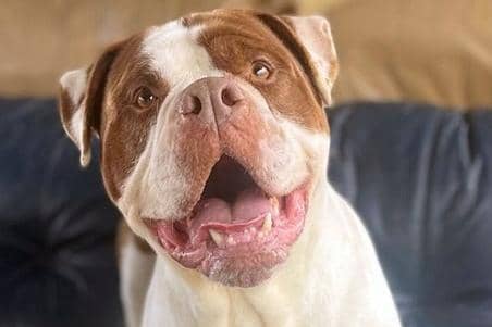 This six and a half year old male American Bulldog type was a stray who is happy and will do (almost) anything for a treat!