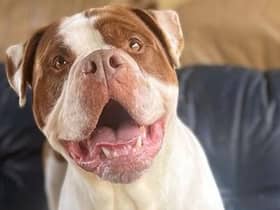 This six and a half year old male American Bulldog type was a stray who is happy and will do (almost) anything for a treat!