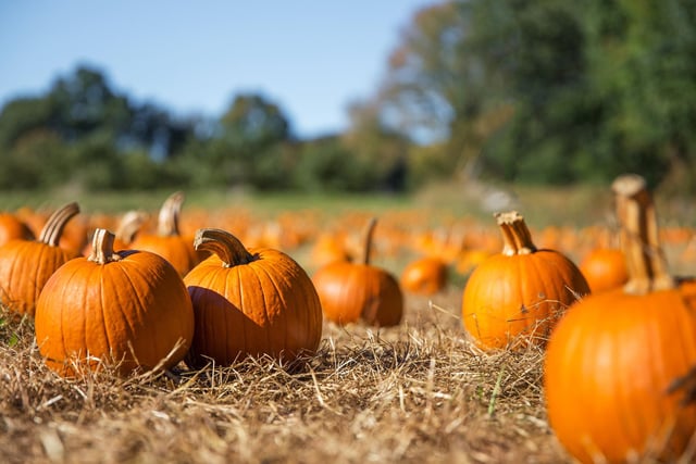 At Greenlands Farm Village, Tewitfield, Carnforth, there's loads of spooky things to see and do as well as picking your pumpkin in their dedicated Pumpkin Village. Dates: 16th - 31st October. Telephone 01524 784184