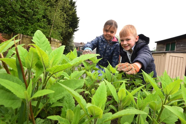 Pupils grow plants and vegetables in the school allotments, each class has an allotment bed to look after.