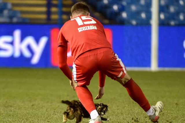 Jason Kerr rescues the Hillsborough cat