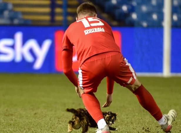 Jason Kerr rescues the Hillsborough cat