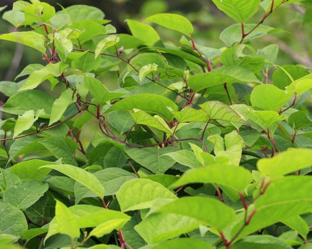 Japanese knotweed can cause serious structural damage to buildings and is very difficult to get rid of