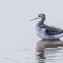 Wilsons Phalarope