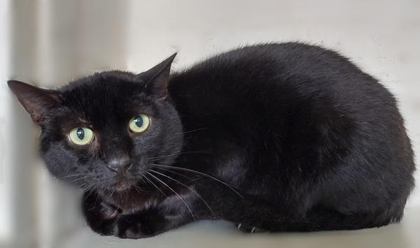 Three and a half year old castrated male. Sooty arrived after his owner sadly passed away. He has come across as a little nervous but is fine when he’s handled, he just needs a little time to adapt. He is a big boy but quite settled and happy to lounge around.
