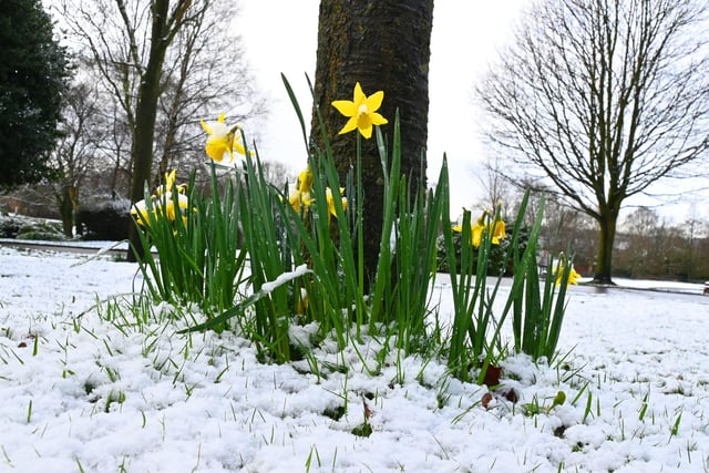 Snow fall over Mesnes Park, Wigan.