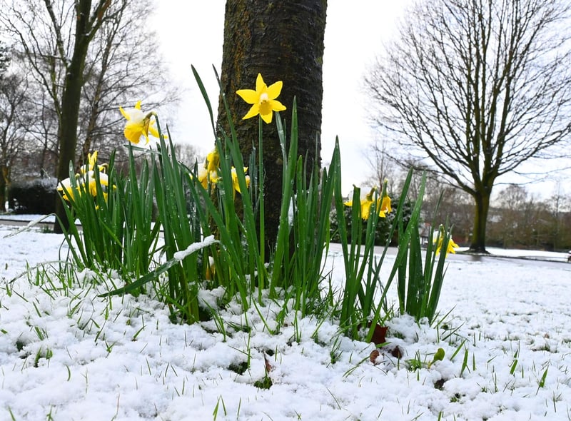 Snow fall over Mesnes Park, Wigan.