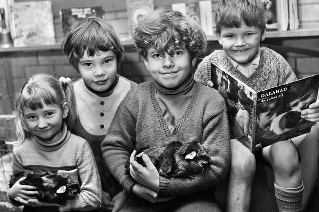 Young Zoologists Jane Elliot, Hilary Wright, Robert Pickles and Paul Martin with guinea pigs, Butch and Nibble at St. James Road County Primary School, Orrell, on Tuesday 8th of February 1972.